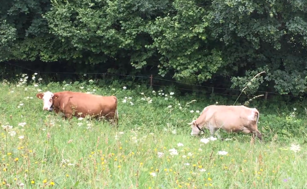 Swiss cows near Gimmelwald Switzerland