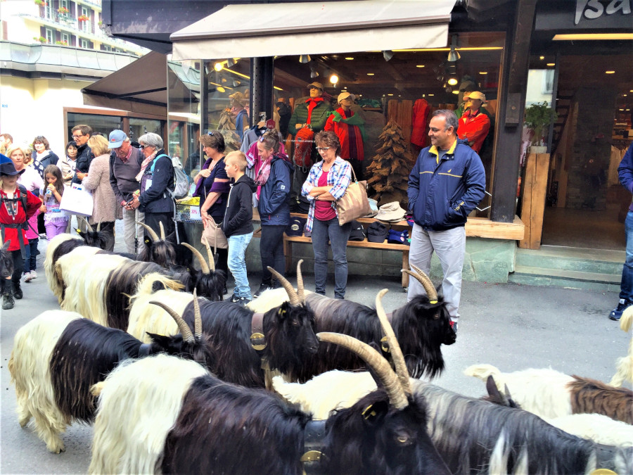 goat-parade-summer-season-zermatt-switzerland-in-evening