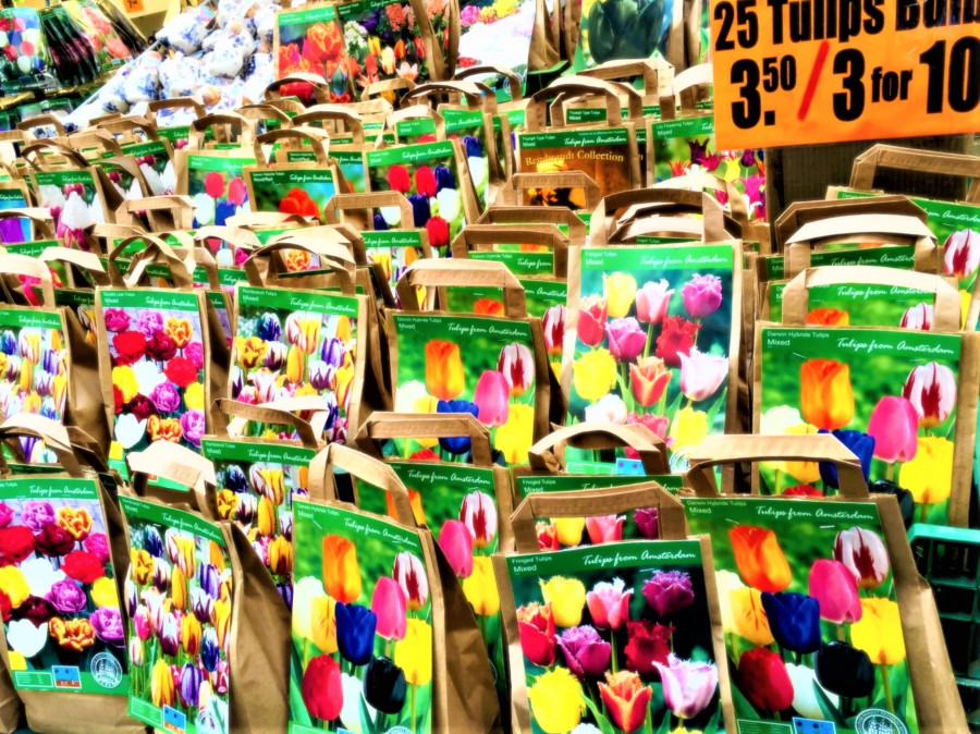 Visiting Amsterdam, Netherlands: the Floating Flower Market