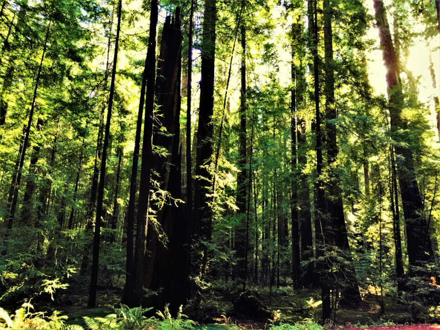 Visiting Avenue of the Giants - Redwoods seen at Bolling Grove