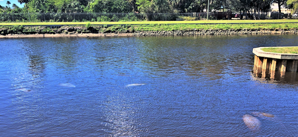 Manatees swimming in the discharge canal near the park