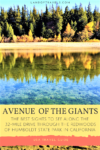 Visiting Avenue Of The Giants in Humboldt Redwoods State Park California