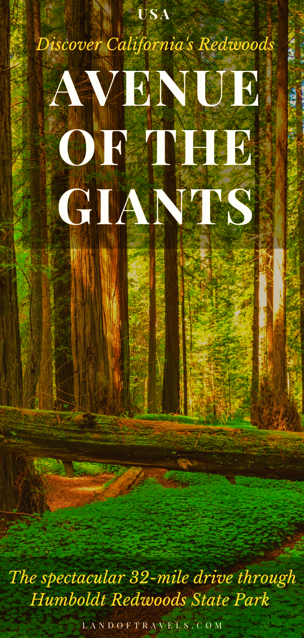 Visiting Avenue of The Giants, Northern California