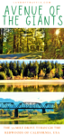Avenue Of The Giants : Discover the redwoods of California on this 32-mile drive