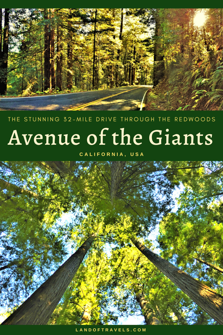 Visiting Avenue Of The Giants in Humboldt Redwoods State Park California