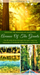 Discover Avenue of the Giants - California