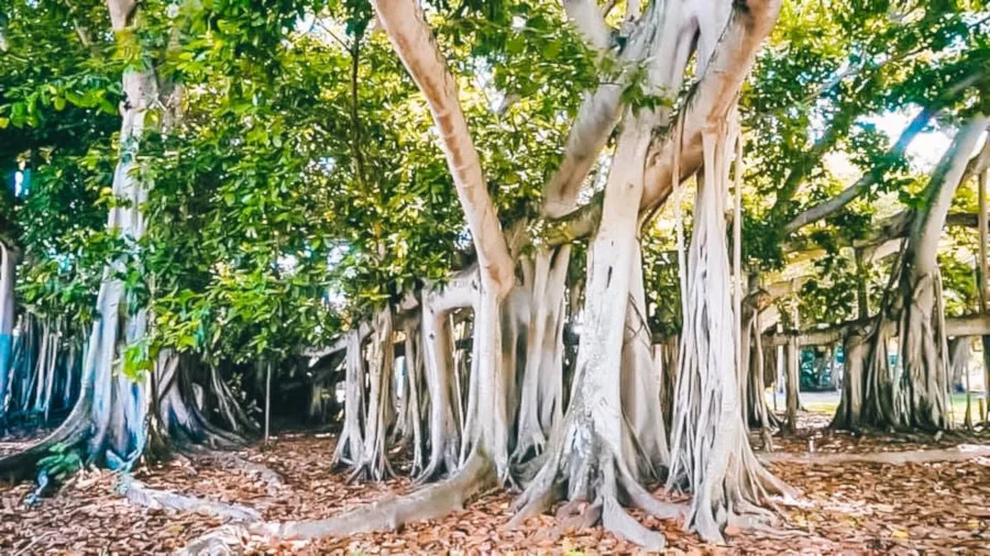 Banyan tree in Edison Ford Estate in Fort Myers