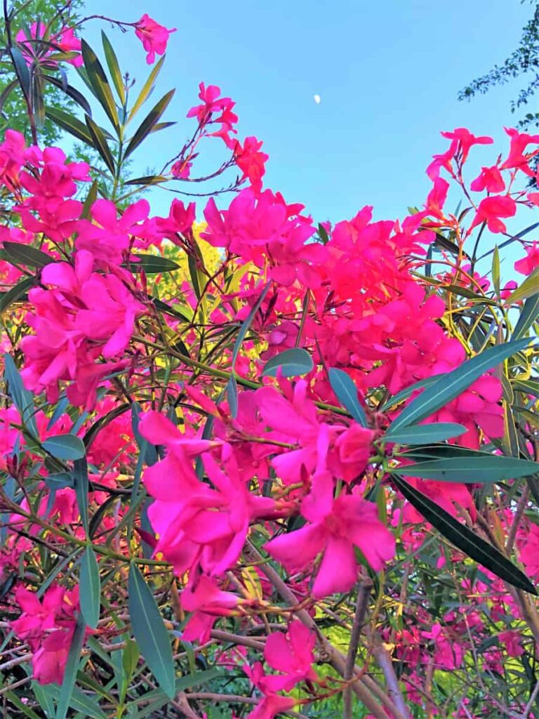 Vibrant flowers in Royal Botanical Gardens in Ontario