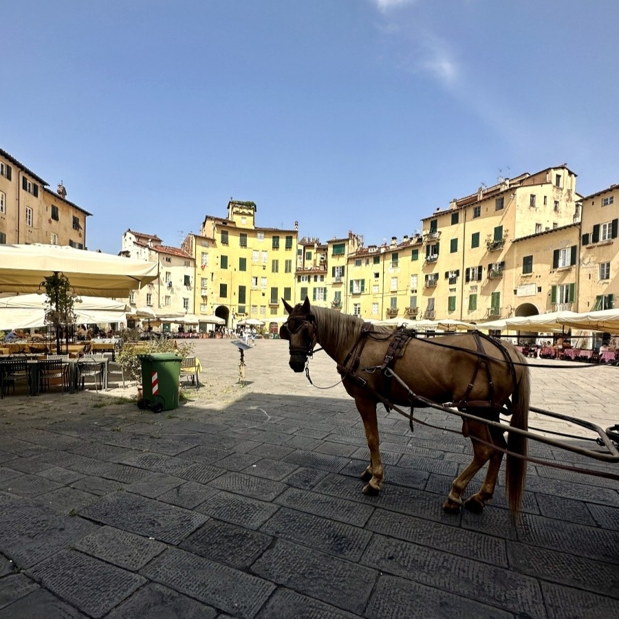 Horse-drawn carriage in Piazza dell’Anfiteatro, the oval-shaped main square of Lucca, Italy, surrounded by colorful historic buildings under a clear blue sky.