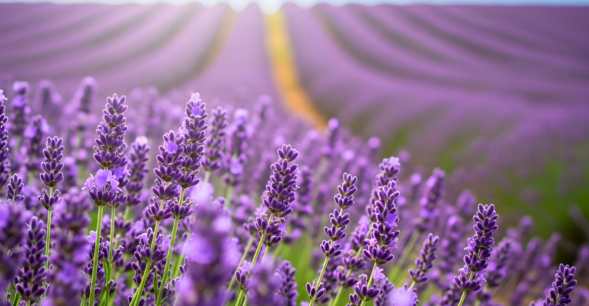 Lavender fields stretching into the distance, symbolizing a slow travel mindset and moving beyond a travel checklist